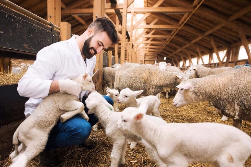 why study vet science in europe